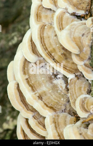 Turkeytail fungo polypore presi in una zona rurale nei pressi di Galena, Illinois, Stati Uniti d'America Foto Stock