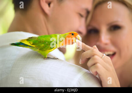 Pappagallo sulla spalla Foto Stock