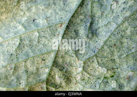 Acaro rosso infestazione Tetranychus urticae - Sintomi da sotto il lato di una gloria di mattina - Ipomoea Foto Stock