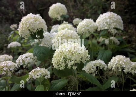 Hydrangea arborescens " Annabelle degli azionisti Foto Stock