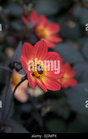 Dahlia 'Felice unica fiamma' Foto Stock