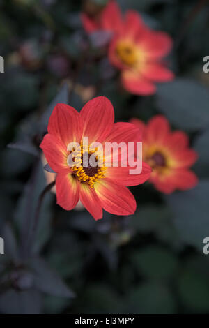 Dahlia 'Felice unica fiamma' Foto Stock