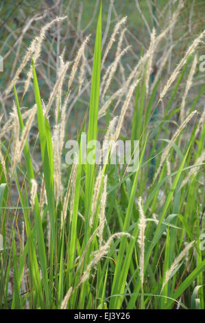 Erba erbacce crescita selvaggia in campagna Foto Stock