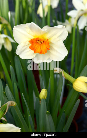 Piuttosto variegato fresco in giallo e bianco daffodil o narciso simbolica della molla in una vista ravvicinata Foto Stock