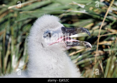 Close-up Black browed Albatross chick West Point Island Isole Falkland Foto Stock