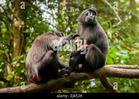 Le donne adulte del macaco nero Sulawesi (Macaca nigra) si stanno occupando di un neonato nella foresta di Tangkoko, nel Nord Sulawesi, Indonesia. Foto Stock