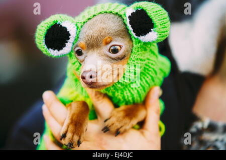 Bellissimo piccolo Chihuahua cane vestito in costume di rana, soggiornando all'aperto in primavera Foto Stock