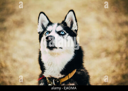 Chiudere i giovani felici Husky cucciolo di cane eschimese cercando fino all'aperto in autunno Foto Stock