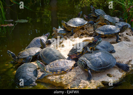 La tartaruga sulla roccia (Trachemus scripta) Foto Stock