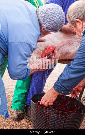 Casa Tradizionale la macellazione in un area rurale. Agricoltore raccogliere il sangue e mescolando per evitare la coagulazione Foto Stock