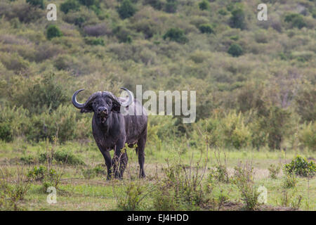 African buffalo (Syncerus caffer) sull'erba. La foto è stata scattata nel cratere di Ngorongoro, Tanzania Foto Stock