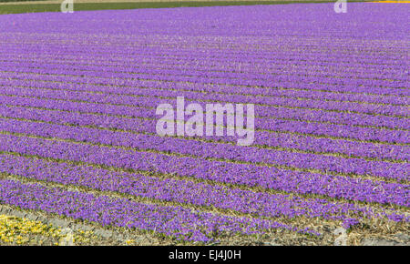 La coltivazione di massa di Crocus, Molla Crocus (crocus vernus), su un campo in North Holland Foto Stock