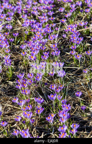 La coltivazione di massa di Crocus, Molla Crocus (crocus vernus), su un campo in North Holland Foto Stock