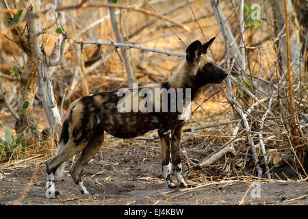 In via di estinzione African Wild Dog, superbo esempio di questo altamente intelligente di un mammifero keystone predator in Africa Foto Stock