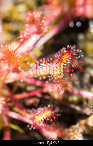 Drocera anglica fiore vicino. Sundew vive di paludi e pesci insetti foglie appiccicose. La vita di piante ed insetti sulle torbiere. Foto Stock