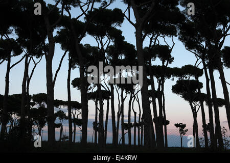 Tramonto su pini (Pinus pinea) nel parco La Pineta Sacchetti in Roma, Italia. Foto Stock