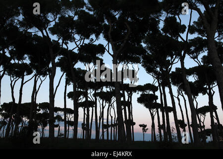 Tramonto su pini (Pinus pinea) nel parco La Pineta Sacchetti in Roma, Italia. Foto Stock