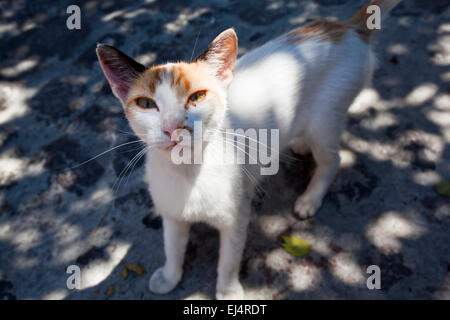 Un curioso gatto in molivos a Lesbo, Grecia. Foto Stock