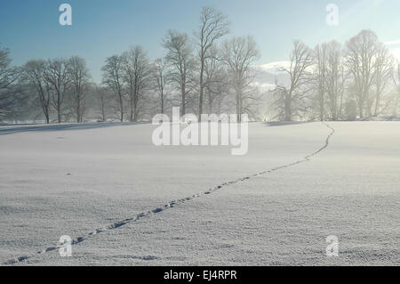 Inverno nelle Alpi Bavaresi blu cielo invernale, un sacco di neve, Tegernsee Orme nella neve in una giornata di sole Foto Stock