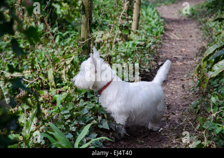 West Highland White Terrier Westie in un legno Foto Stock