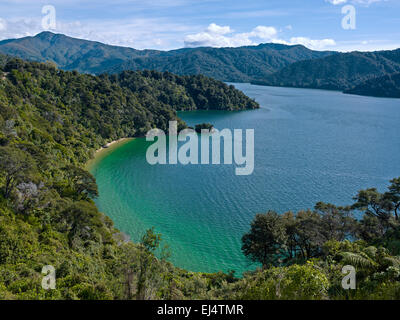 La spiaggia e la foresta pluviale al governatore Bay, Queen Charlotte Drive, Grove braccio, Marlborough Sounds, Nuova Zelanda Foto Stock