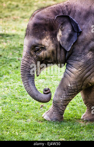 Elefante del bambino Foto Stock