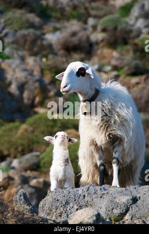 Nuovo nato agnello con mamma orgogliosa Foto Stock