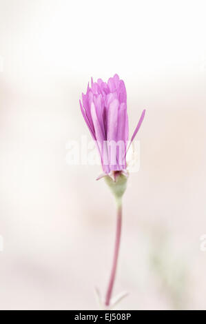 Ripresa macro di un unico fiore viola in alta chiave con copia spazio. Foto Stock