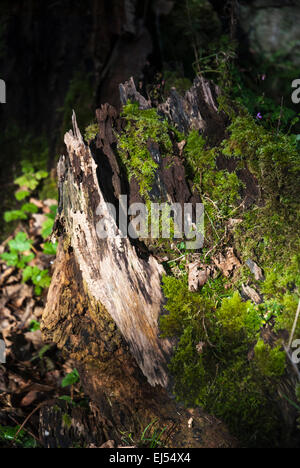 Luce che risplende su di un ceppo di albero in legno scuro Foto Stock
