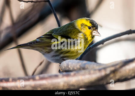 Maschio lucherino eurasiatico (Carduelis spinus) Foto Stock