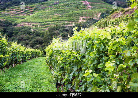 Crozes Hermitage vigna, Northern Rhone, Francia, Europa Foto Stock