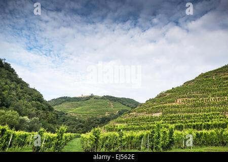 Crozes Hermitage vigna, Northern Rhone, Francia, Europa Foto Stock