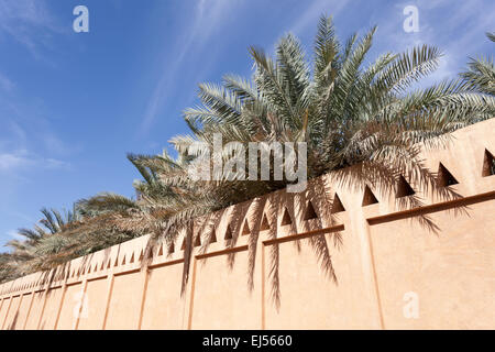 Alberi di palma in Al Ain Oasis, Emirato di Abu Dhabi, Emirati arabi uniti Foto Stock