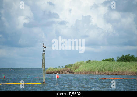 Lone seagull arroccato sulla cima di un pilastro si trova nella Baia di Mobile Alabama lungo la costa del Golfo del Messico Foto Stock