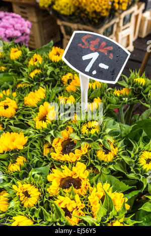 Girasoli presso il mercato dei fiori sulla strada di Amsterdam Foto Stock