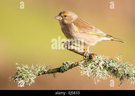 Verdone Carduelis chloris su lichene ramo coperto in inverno Foto Stock