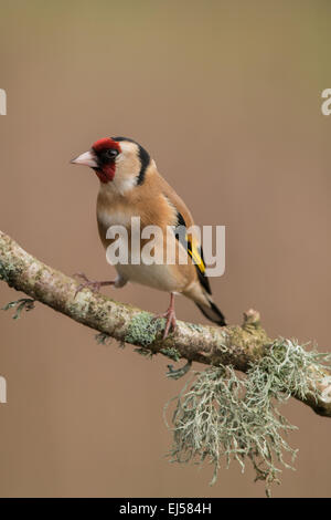 Cardellino Carduelis carduelis arroccato su un lichene coperto ramoscello Foto Stock