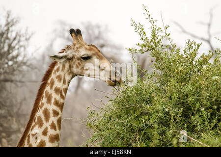 South African Giraffe testa e spalle vista in Chobe National Park, Botswana, Africa Foto Stock