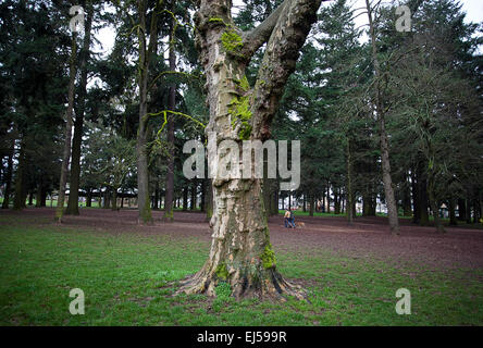 Portland, OR, Stati Uniti d'America. 26 Febbraio, 2015. Febbraio 26, 2015. I pini attorno Alberta Park nella parte nord-est di Portland sono coperti con Bright Green Mosè in un giorno di pioggia a Portland, Oregon. © Ralph Lauer/ZUMA filo/Alamy Live News Foto Stock