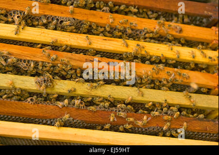 Visualizzazione delle cornici in 'deep super' dell'alveare che rimarrà con le api mellifere. Foto Stock