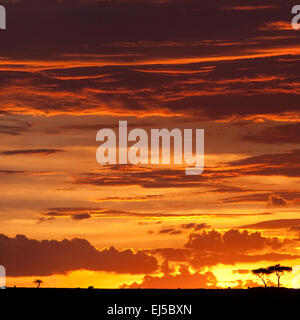 Tramonto africano sopra il Masai Mara, Kenya. Foto Stock