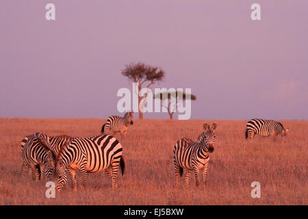 Zebra Masai Mara Kenya Africa orientale Foto Stock