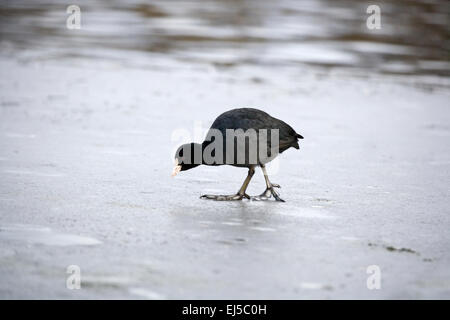 Coot camminando sul lago ghiacciato Foto Stock