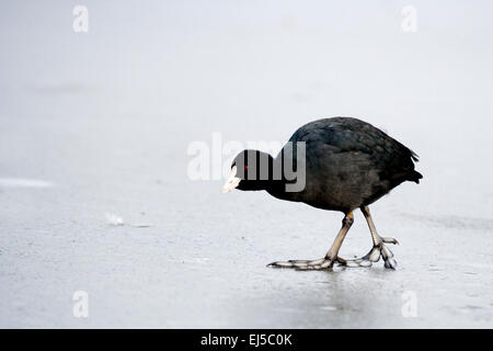 Coot camminando sul lago ghiacciato Foto Stock