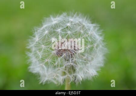 Dente di leone in un seme completo Foto Stock