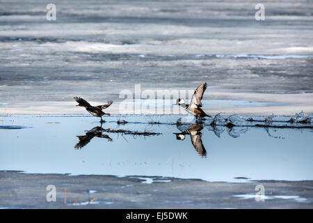 Mergansers incappucciati di prendere il volo Foto Stock