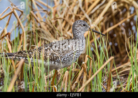 Maggiore yellowlegs foraggio per il cibo in Wisconsin settentrionale wetland Foto Stock