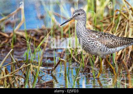 Maggiore yellowlegs foraggio per il cibo in Wisconsin settentrionale wetland Foto Stock