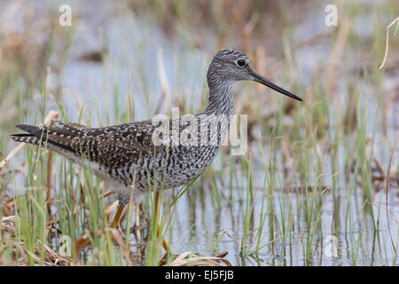 Maggiore yellowlegs foraggio per il cibo in Wisconsin settentrionale wetland Foto Stock