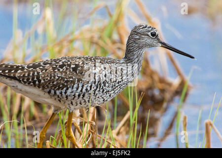 Maggiore yellowlegs foraggio per il cibo in Wisconsin settentrionale wetland Foto Stock